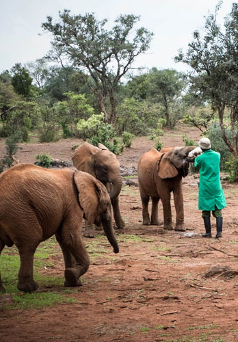 Elephants at David Sheldrick Wildlife Trust near Comfort Gardens Nairobi