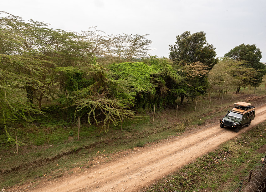 Safari adventures at Comfort Gardens