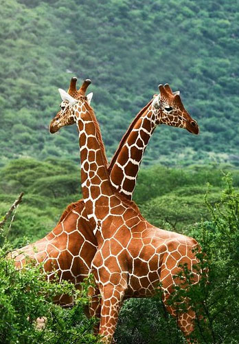 Giraffe Centre attraction near Comfort Gardens Nairobi