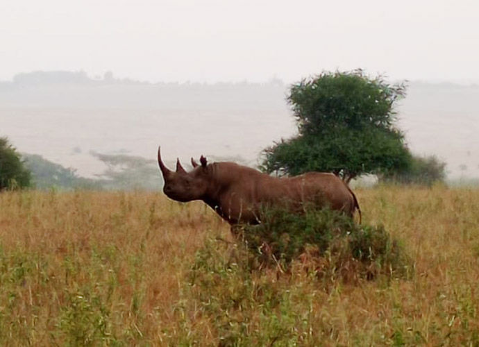 Rhinos at Ol Pejeta Conservancy attraction view