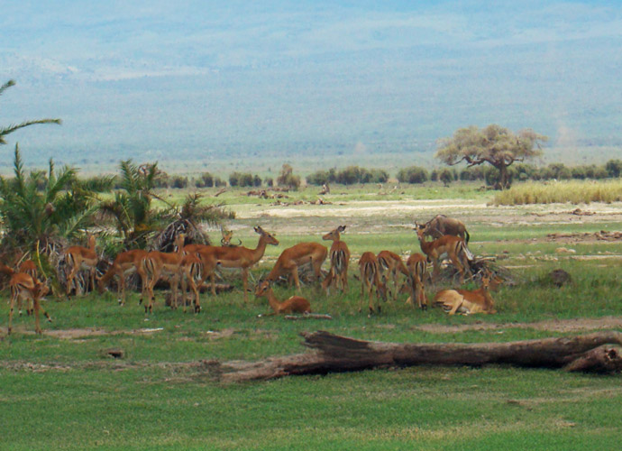 Amboseli National Park Comfort Gardens Nairobi attraction