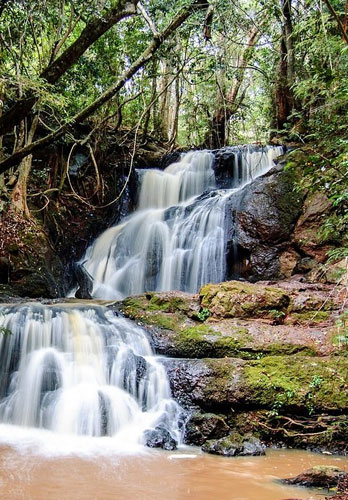 Karura Forest attraction near Comfort Gardens Nairobi