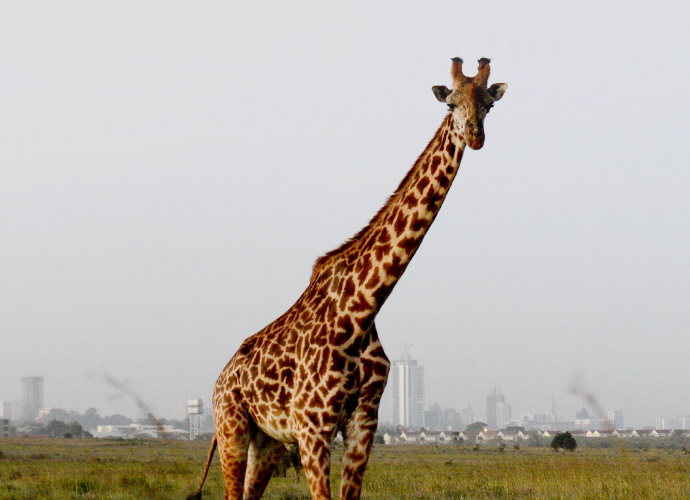 Giraffe view at Nairobi National Park attraction