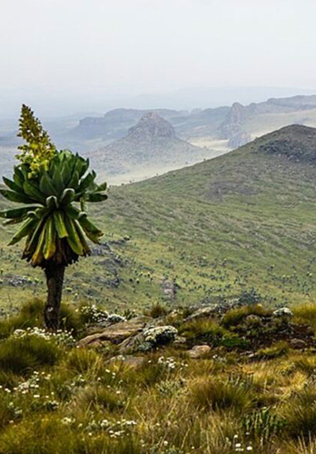Scenic view of Aberdare National Park near Comfort Gardens Nanyuki