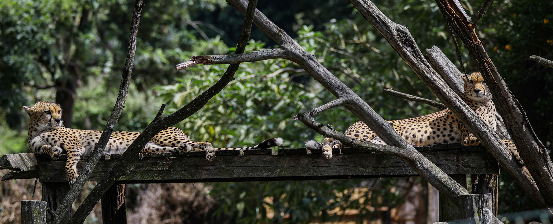 Comfort Gardens Nanyuki wildlife view experience