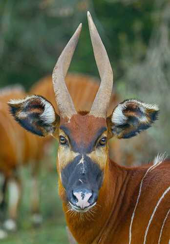 Antelope view at Mount Kenya Wildlife Conservancy near Comfort Gardens Nanyuki