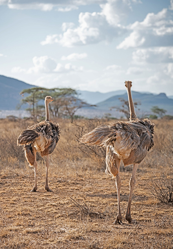 Two Ostriches view at Samburu National Park near Comfort Gardens Nanyuki