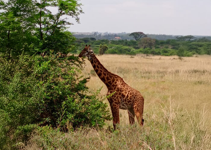 Giraffe view near Comfort Gardens Nanyuki