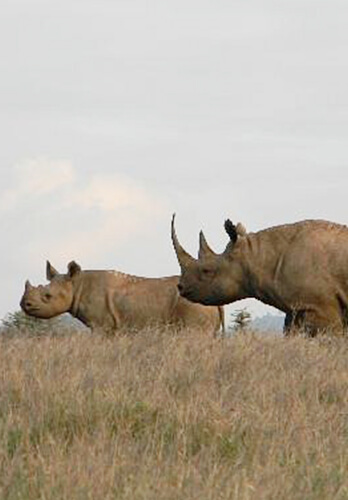 Rhino’s Scenic view at Lewa Wildlife Conservancy near Comfort Gardens Nanyuki