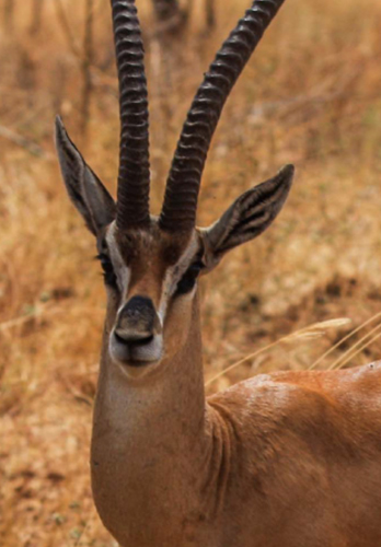 Antelope view at Meru National Park near Comfort Gardens Nanyuki
